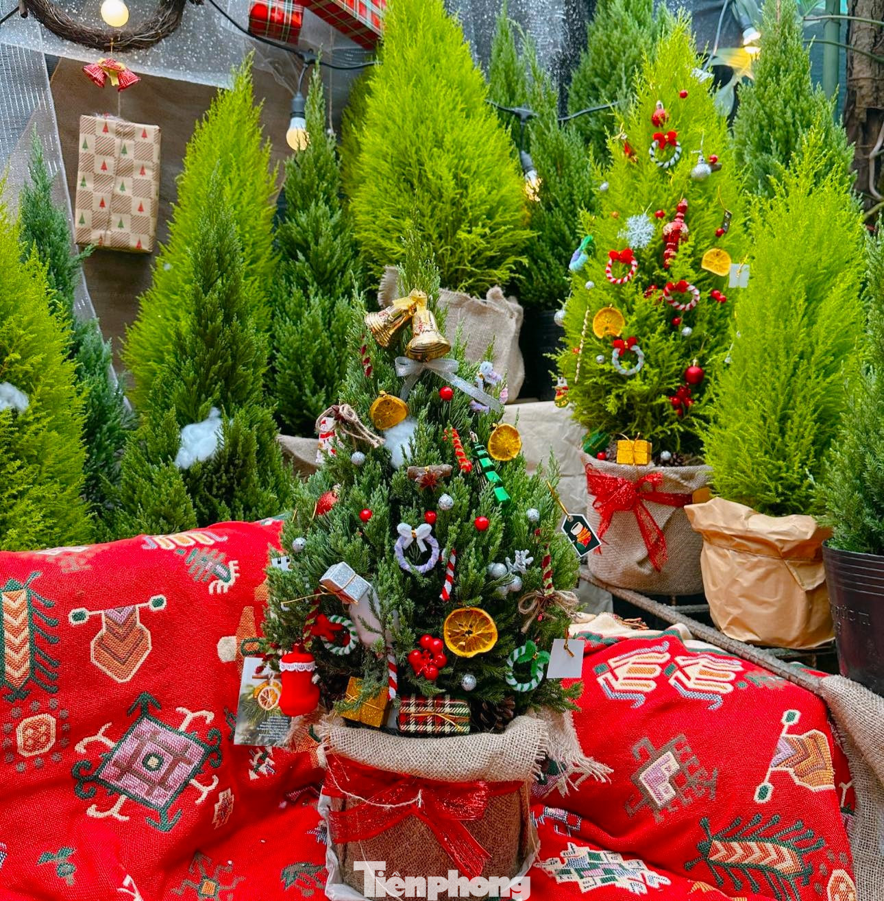 Tùng thơm có giá thành rẻ hơn so với thông tươi hay thông nhựa, lại phù hợp với thị hiếu tiêu dùng “xanh”.