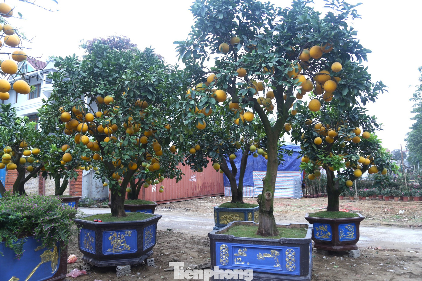 Năm nay, anh Phong nhập về khoảng 700 cây bưởi Diễn bán Tết. Những gốc bưởi tại đây có giá từ vài triệu đồng tới hàng trăm triệu đồng, tùy kích cỡ, kiểu dáng, số lượng quả,… Năm nay, anh Phong nhập về khoảng 700 cây bưởi Diễn bán Tết. Những gốc bưởi tại đây có giá từ vài triệu đồng tới hàng trăm triệu đồng, tùy kích cỡ, kiểu dáng, số lượng quả,…