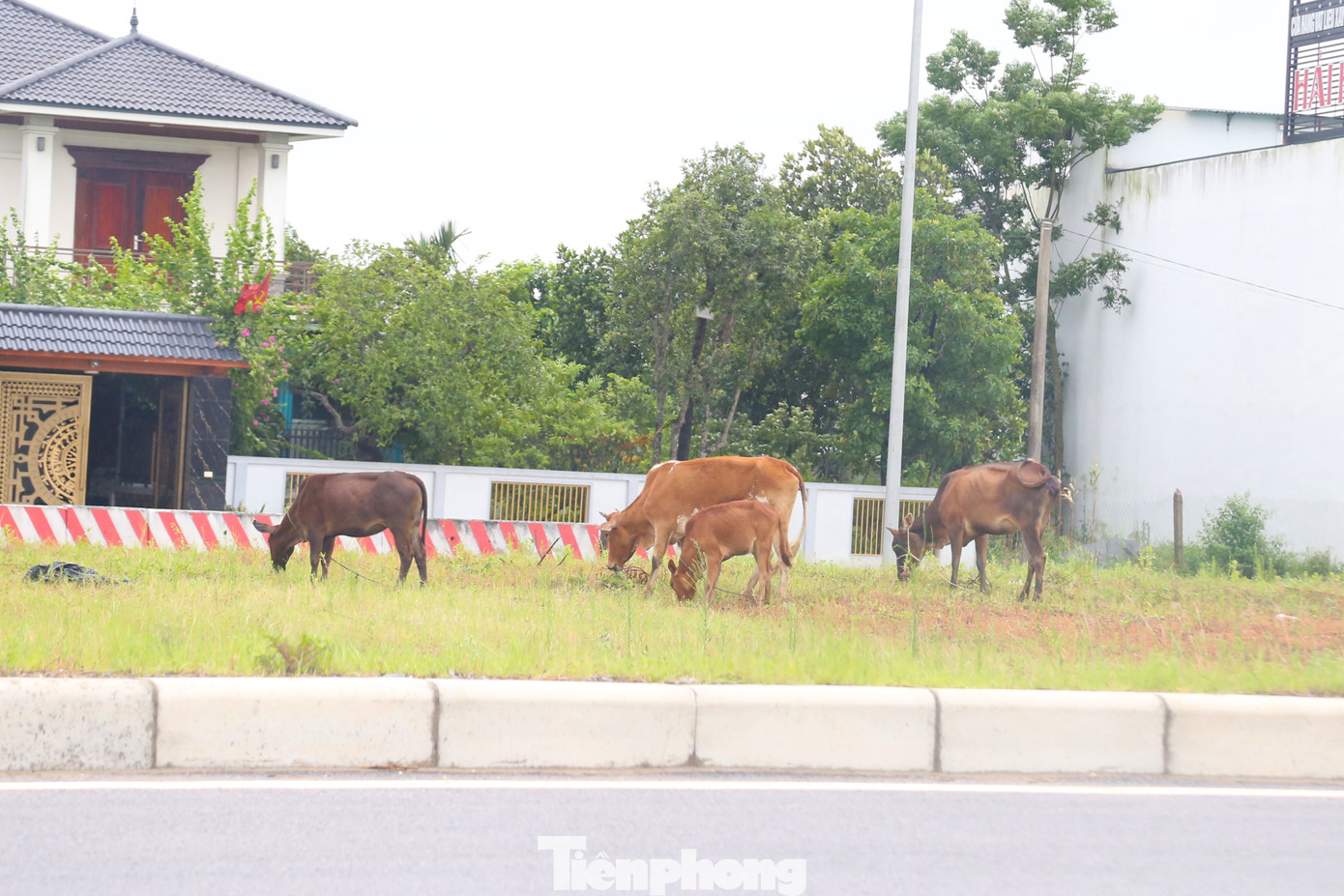 Ghi nhận của phóng viên ngày 13-14/6, tình trạng người dân chăn thả trâu, bò trên tuyến Đại lộ Vinh - Cửa Lò xuất hiện nhiều, đặc biệt là đoạn qua các địa phương như Nghi Đức, Nghi Phú, Nghi Xuân, Nghi Phong (thành phố Vinh).