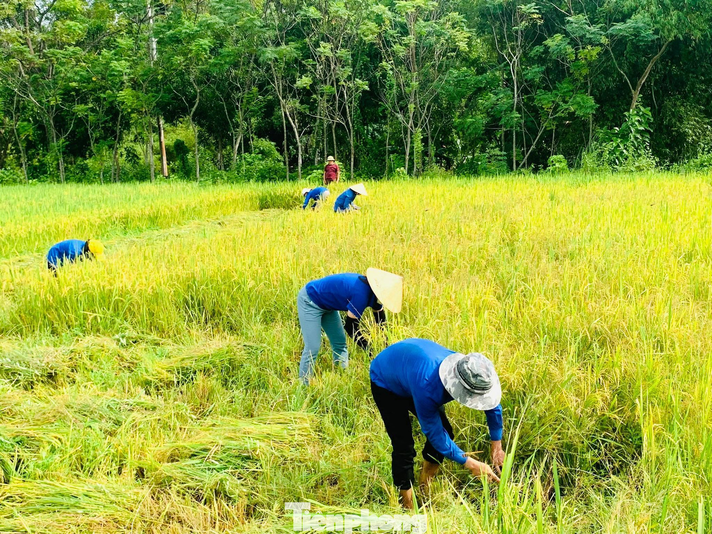 Đây là cánh đồng lúa của những hộ thuộc diện F1 phải đi cách ly tập trung không thể ra thu hoạch.