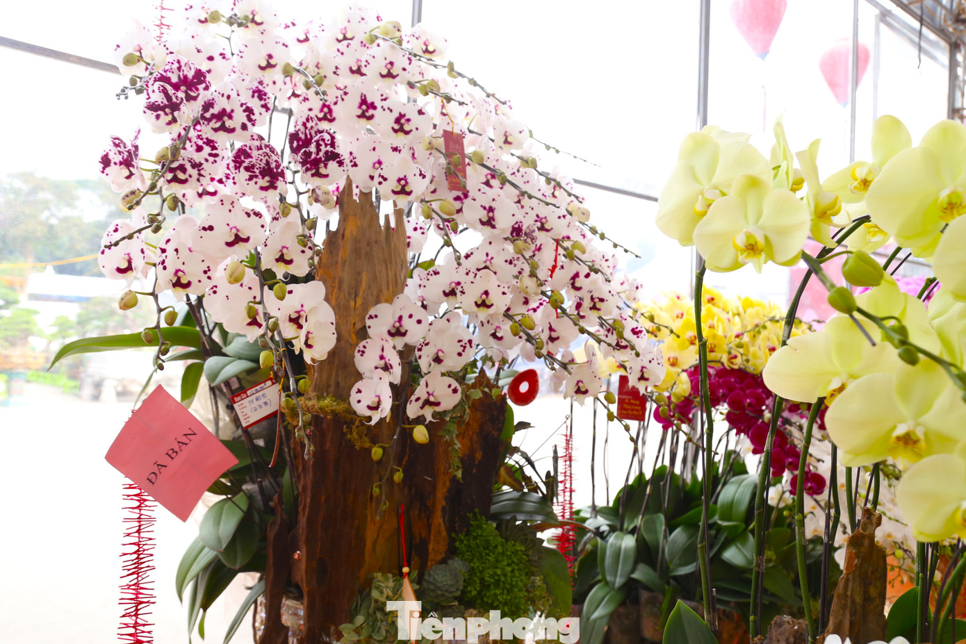 Nhiều chậu hoa lan đã có khách đặt mua được người chủ treo biển đã bán.