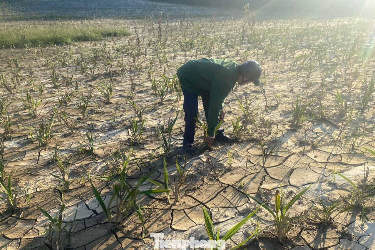 Gia đình ông Đậu Công Hà (trú thị trấn Tân Lạc) cho hay: “Gia đình có 3 sào rễ hương mới trồng, dự kiến sẽ cho thu hoạch vào cuối năm. Tuy nhiên, trong đợt lũ vừa qua, diện tích bị ngập úng hơn 50% và đã héo rũ, thối rễ. Số còn lại cũng sinh trưởng kém. Vụ này gia đình thất thu hàng trăm triệu đồng”.