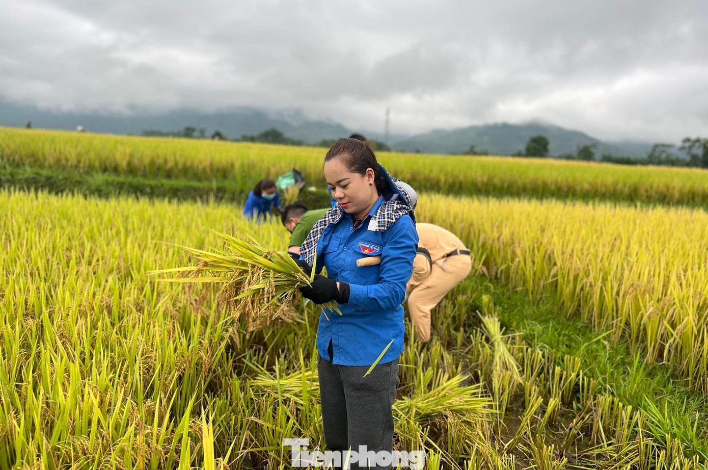 Chị Lô Thị Thúy Hà – Bí thư đoàn xã Mường Nọc cho biết: “Do địa hình thấp trũng, gần sông, suối nên sau mưa, lúa của người dân ngập sâu trong nước. Đây là vụ sản xuất chính trong năm của người dân, lương thực của cả năm trông chờ vào vụ xuân này. Tranh thủ thời tiết tạnh ráo, nước trên cánh đồng đã rút bớt, lực lượng đoàn viên thanh niên xuống đồng giúp dân gặt lúa với tinh thần xung kích của tuổi trẻ”.