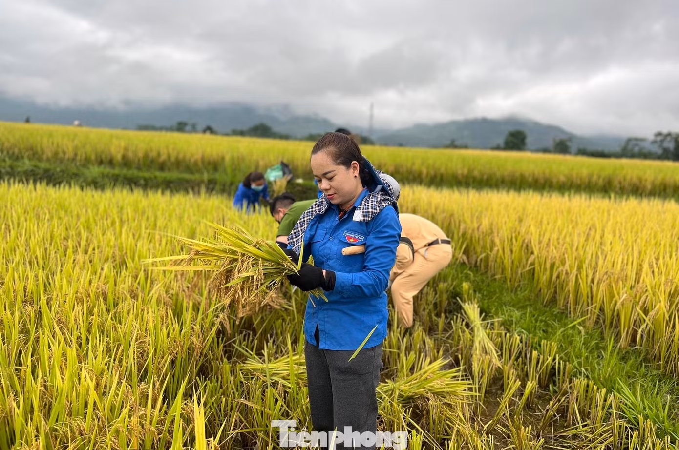 Chị Lô Thị Thúy Hà – Bí thư đoàn xã Mường Nọc cho biết: “Do địa hình thấp trũng, gần sông, suối nên sau mưa, lúa của người dân ngập sâu trong nước. Đây là vụ sản xuất chính trong năm của người dân, lương thực của cả năm trông chờ vào vụ xuân này. Tranh thủ thời tiết tạnh ráo, nước trên cánh đồng đã rút bớt, lực lượng đoàn viên thanh niên xuống đồng giúp dân gặt lúa với tinh thần xung kích của tuổi trẻ”.