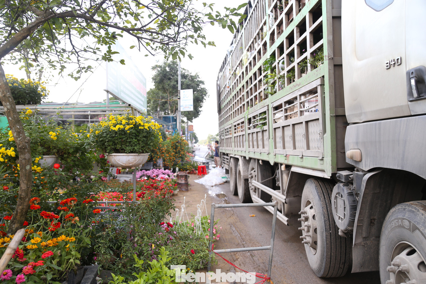 Những xe tải chở hoa, cây cảnh về các nhà vườn. Khối lượng công việc tăng cao, các nhà vườn phải thuê thêm nhân công.