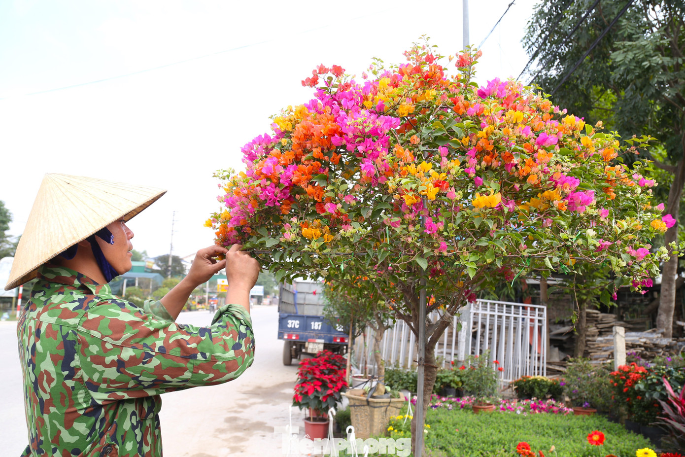 Anh Nguyễn Bình Trọng, chủ một vườn hoa ở xã Nghi Ân cho biết, hoa giấy từng có thời điểm bị người dân chặt bỏ nhiều. Khoảng 4-5 năm trở lại đây, loài hoa này bắt đầu “hot” trở lại, được nhiều người ưa chuộng, đặc biệt là những cây hoa giấy có thân lớn, độc đáo.