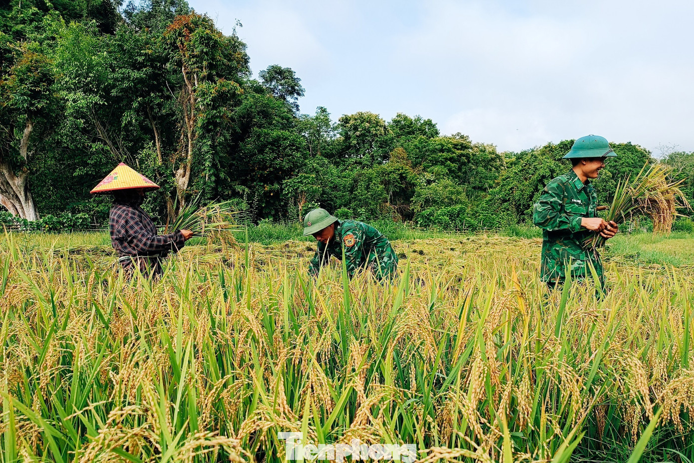 Với phương châm “giúp nhà nào, gọn nhà đó”, cán bộ, chiến sĩ Biên phòng đã giúp các hộ gia đình neo đơn, có hoàn cảnh khó khăn và gia đình chính sách thu hoạch lúa.