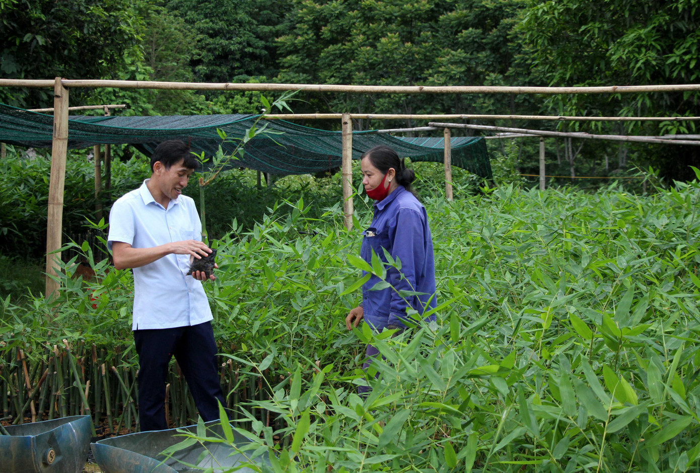 Để hạn chế sâu bệnh, khâu chọn giống rất quan trọng. Để hạn chế sâu bệnh, khâu chọn giống rất quan trọng.