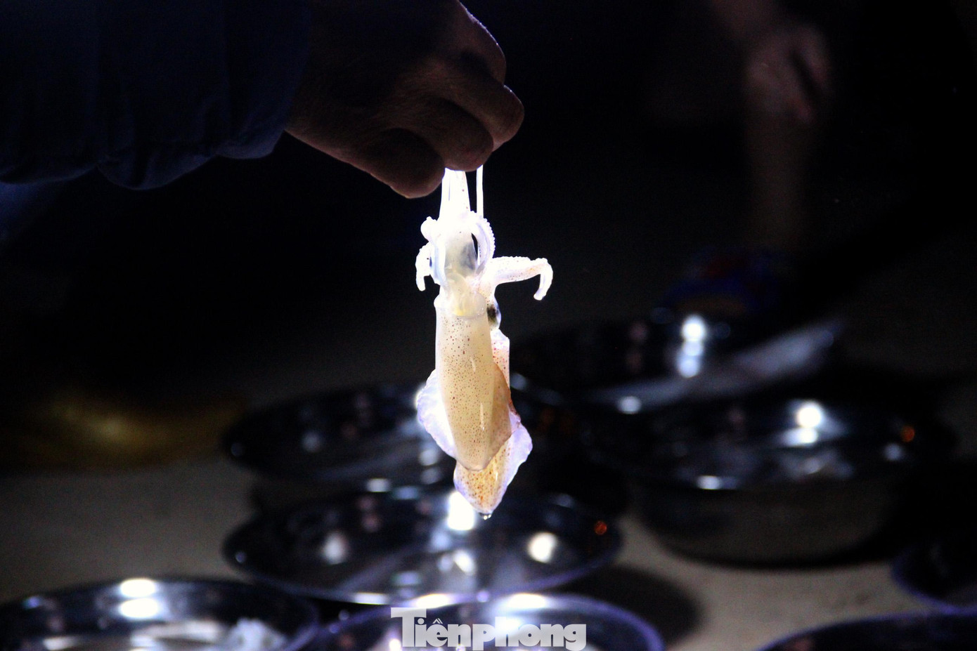 Những chú mực tươi roi rói vừa đánh bắt được đưa vào bờ, luộc cùng nước biển, vị mặn của gió của nước hòa lẫn với vị ngọt bùi của mực, thành một ẩm thực riêng biệt Cửa Lò. Những chú mực tươi roi rói vừa đánh bắt được đưa vào bờ, luộc cùng nước biển, vị mặn của gió của nước hòa lẫn với vị ngọt bùi của mực, thành một ẩm thực riêng biệt Cửa Lò.