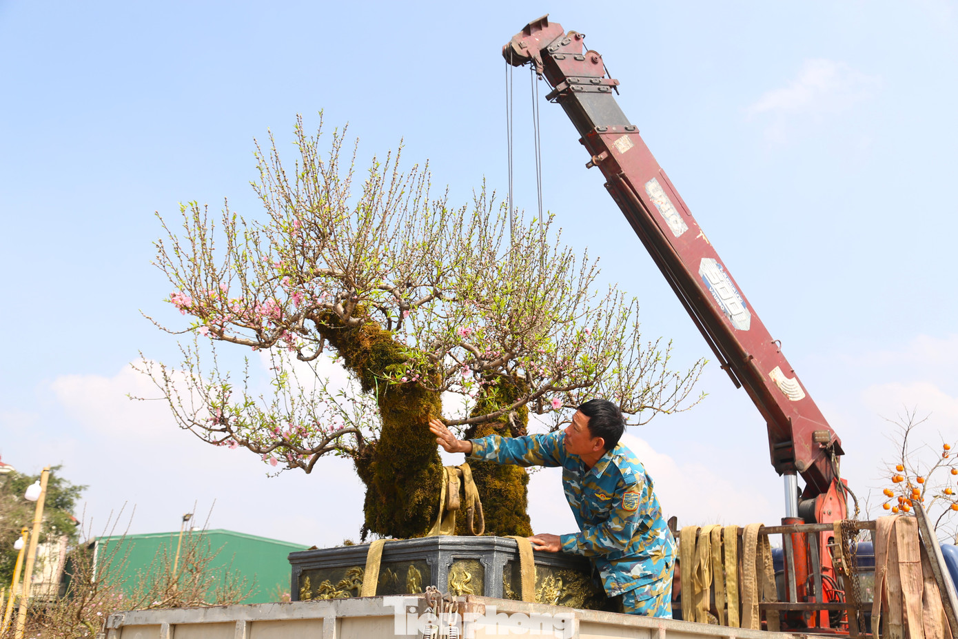 Cây đào này được một đại gia mua với giá 45 triệu đồng.