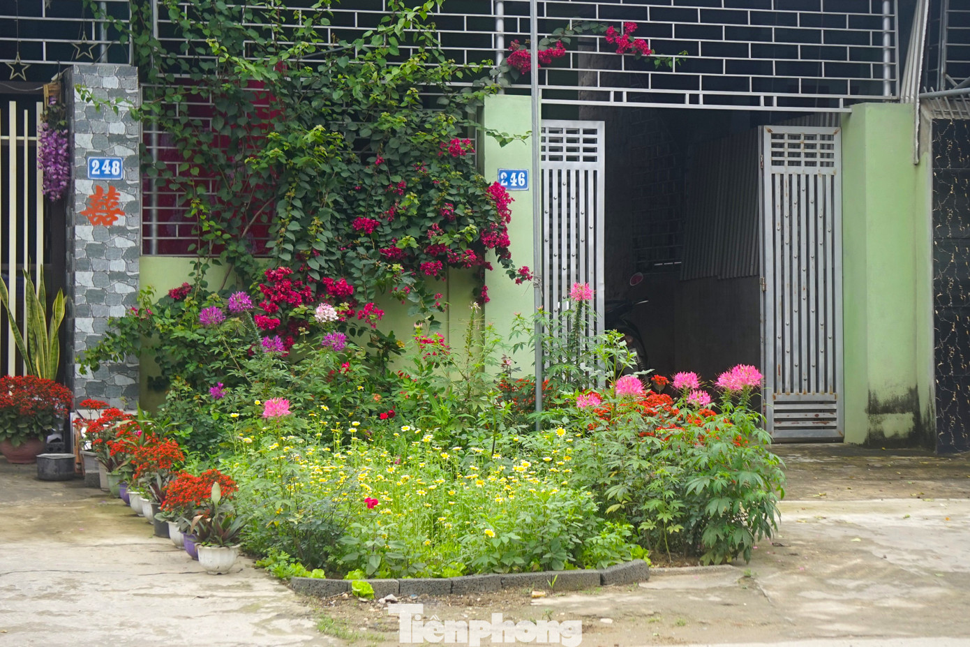Ngay trước nhà mỗi người dân đều có những vườn hoa nở rộ.