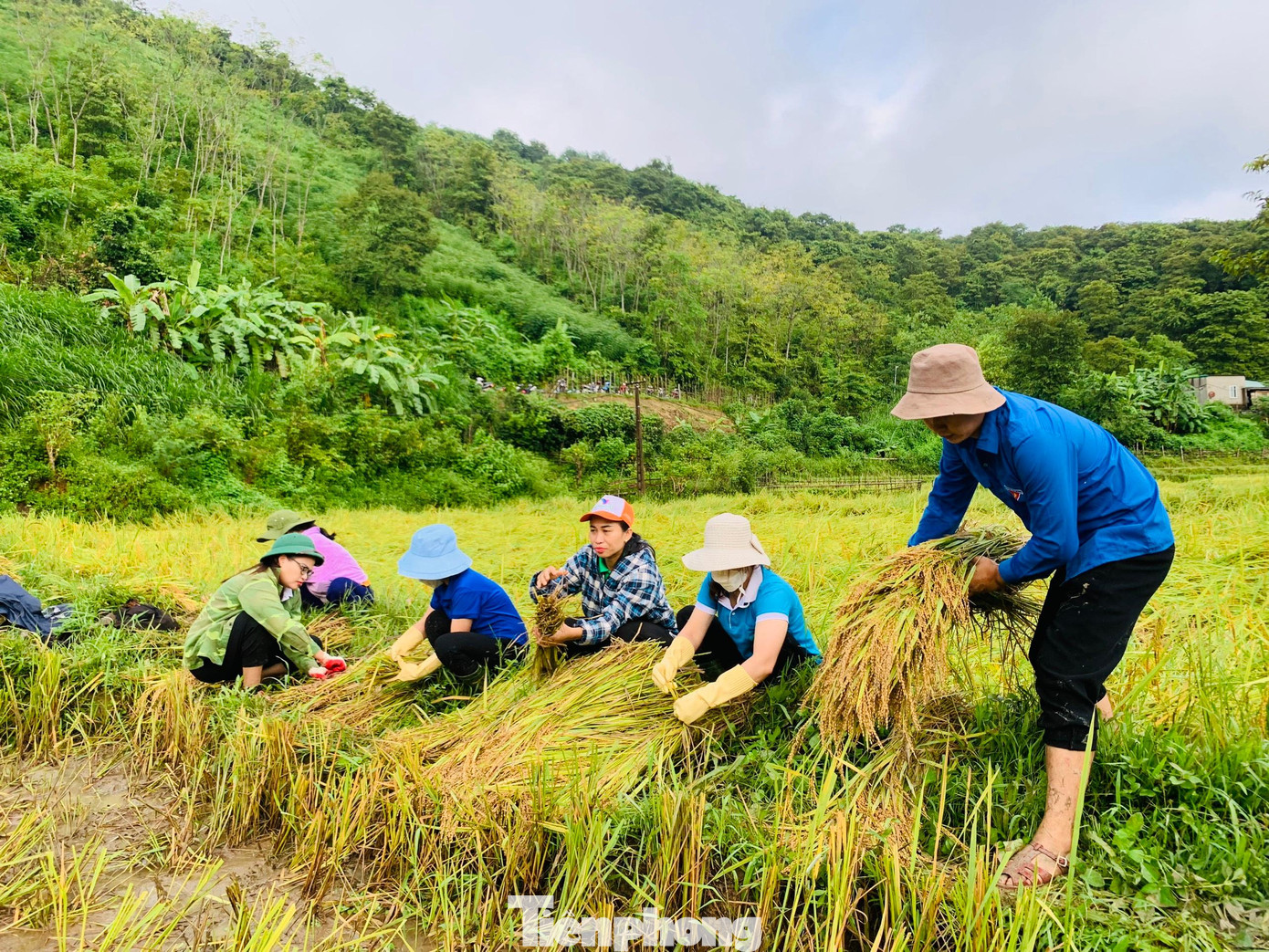 Chị Lô Thị Lan, Bí thư Đoàn thanh niên thị trấn Thạch Giám cho biết, khoảng 16 đoàn viên thanh niên cùng các ban ngành đoàn thể gồm lực lượng Công an, quân sự xã đã giúp người dân tại bản Khe Chi thị trấn Thạch Giám thu hoạch lúa bị đổ ngã sau mưa.