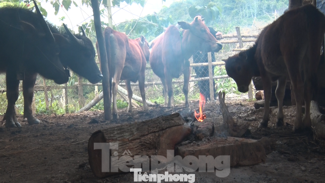 Đốt lửa giữ ấm cho trâu, bò Đốt lửa giữ ấm cho trâu, bò