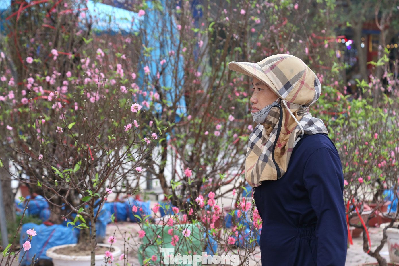 “Tôi mang đào Tết vào Vinh bán từ hôm 16 tháng Chạp. Đào bán chậm lắm, có ngày không bán được gốc nào. 29 Tết rồi mà rất vắng vẻ, không có khách đến hỏi luôn chứ nói gì bán. Cách đây mấy hôm, một cây đào có giá từ 1,5 triệu đồng, nay giảm giá chỉ còn 300 – 500 nghìn đồng nhưng vẫn không có khách”, chị Thủy chia sẻ.