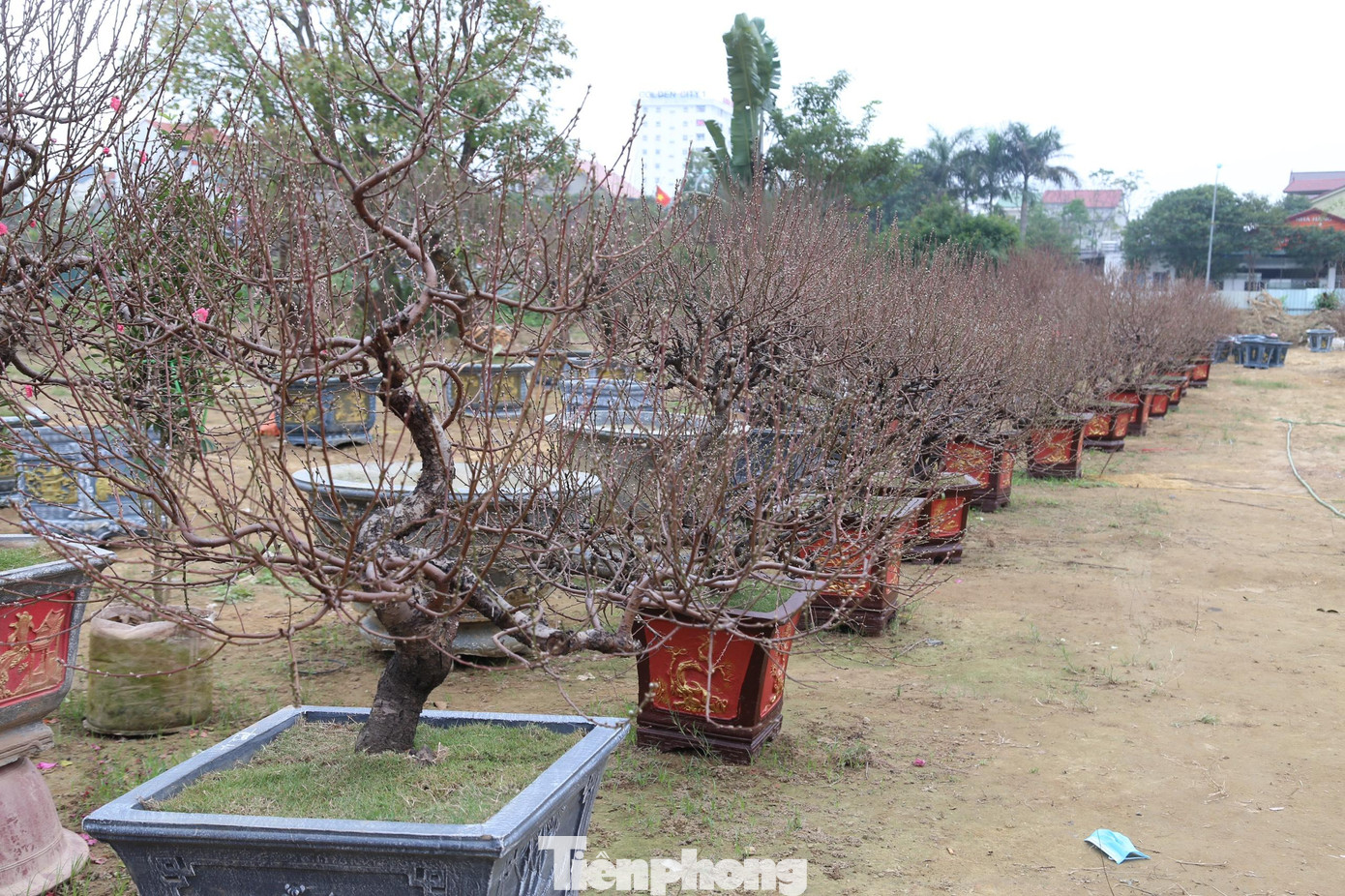 Thời điểm này, các chuyến xe chở đào Tết, bưởi cảnh bắt đầu đổ về thành phố Vinh (Nghệ An). Các chủ vườn đang tất bật với việc bố trí, sắp xếp chỗ trưng bày hợp lý, thu hút khách hàng tham quan và mua sắm.