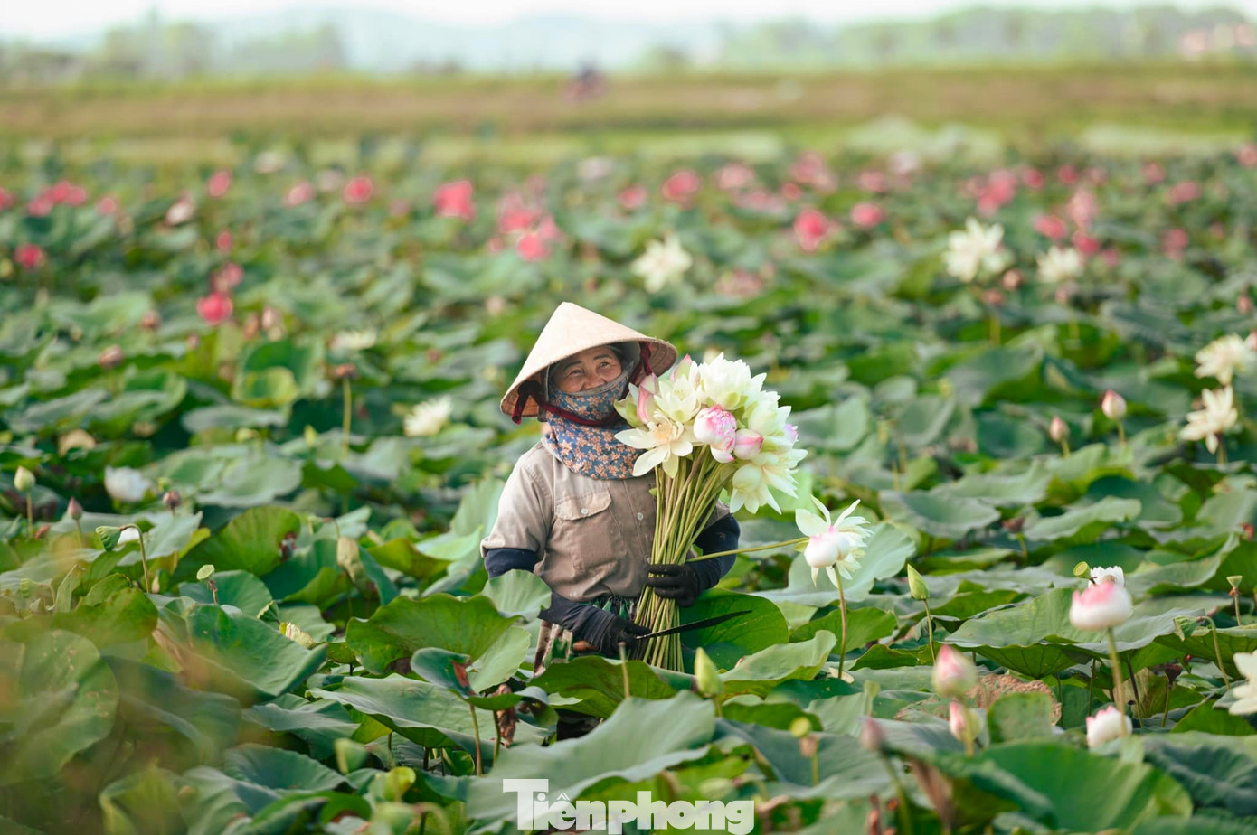 Một đầm sen thuộc hợp tác xã Sen quê Bác ở xã Kim Liên, huyện Nam Đàn, Nghệ An.