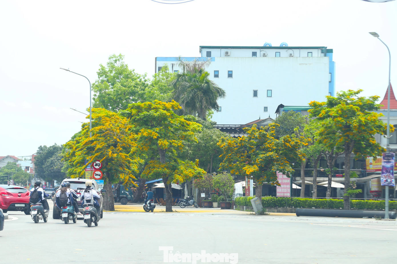 Trên nhiều con phố ở thành Vinh như Đại lộ Lê Nin, Nguyễn Phong Sắc,… hoa giáng hương đang vào trà nở rộ.