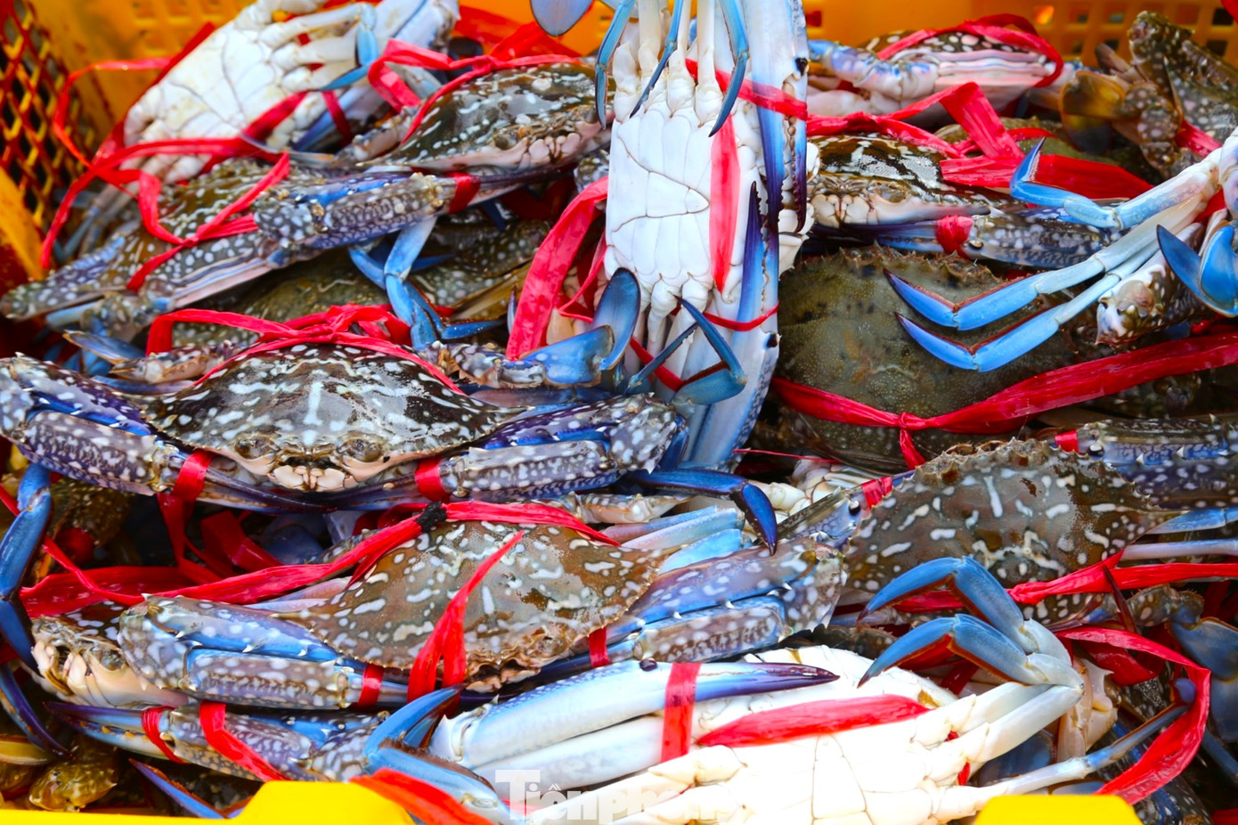 Ghẹ có nhiều loài, trong đó ghẹ xanh giá trị cao và được thị trường ưa chuộng bởi thịt thơm, săn chắc và nhiều gạch.