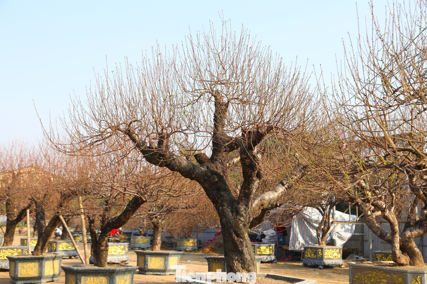 Những ngày này, trên khắp các con đường lớn ở thành phố Vinh (Nghệ An) đã bày bán đủ các loại hoa, cây cảnh phục vụ nhu cầu mua sắm Tết của người dân. Trong đó, có những gốc đào cổ thụ giá hàng chục triệu đồng hút khách.