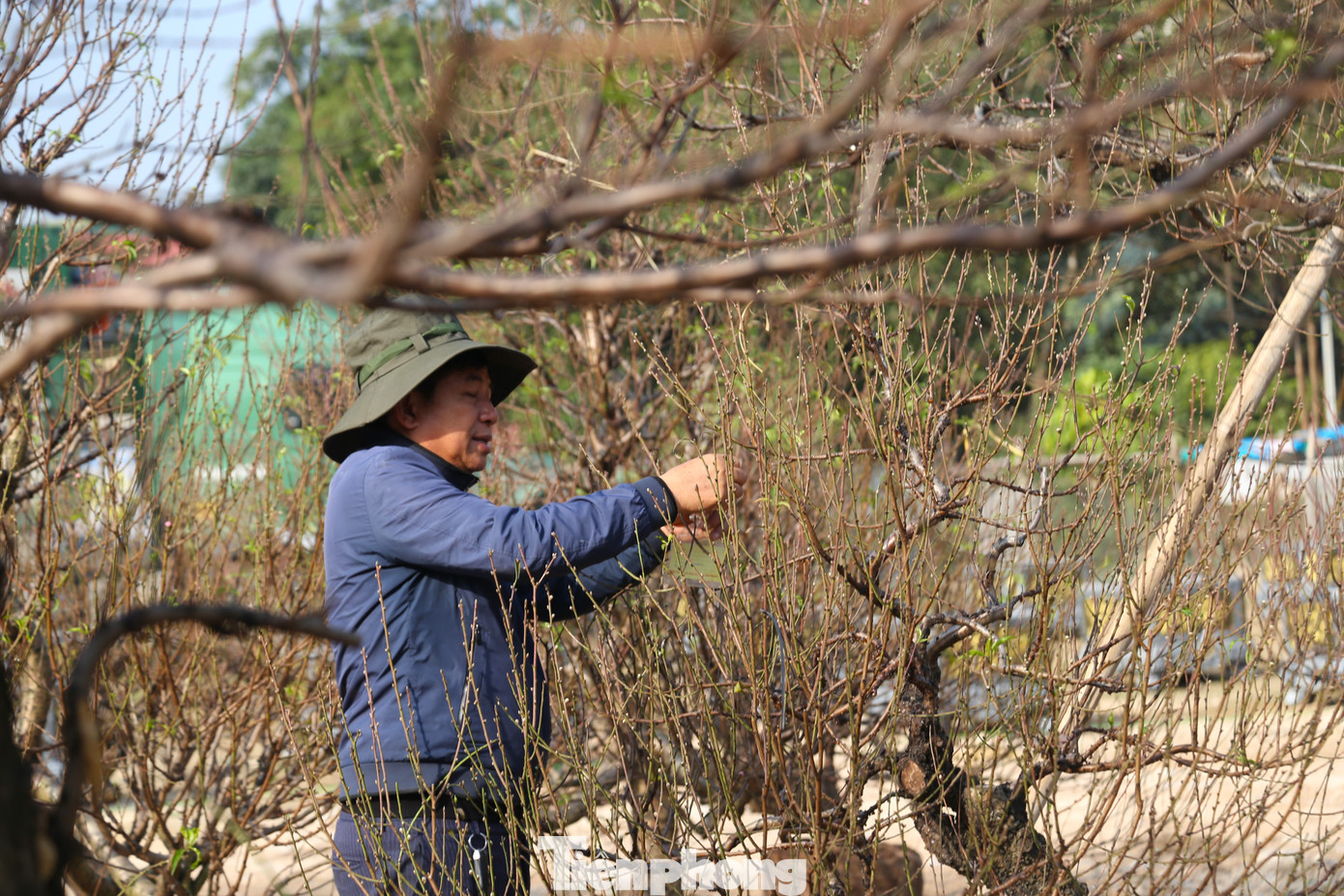 Anh Thành Công - chủ một điểm bán đào Tết trên đường 72m, thành phố Vinh - cho biết, năm nay nhập về hơn 200 gốc đào, chủ yếu từ các tỉnh, thành phía Bắc. “Do ảnh hưởng của cơn bão Yagi nên các vườn trồng đào bị ảnh hưởng nhiều dẫn tới giá đào cũng tăng hơn so với năm trước. Thời điểm này chủ yếu là khách quen đặt mua chứ khách lẻ phải ngoài 23 tháng Chạp”, anh Công cho hay.