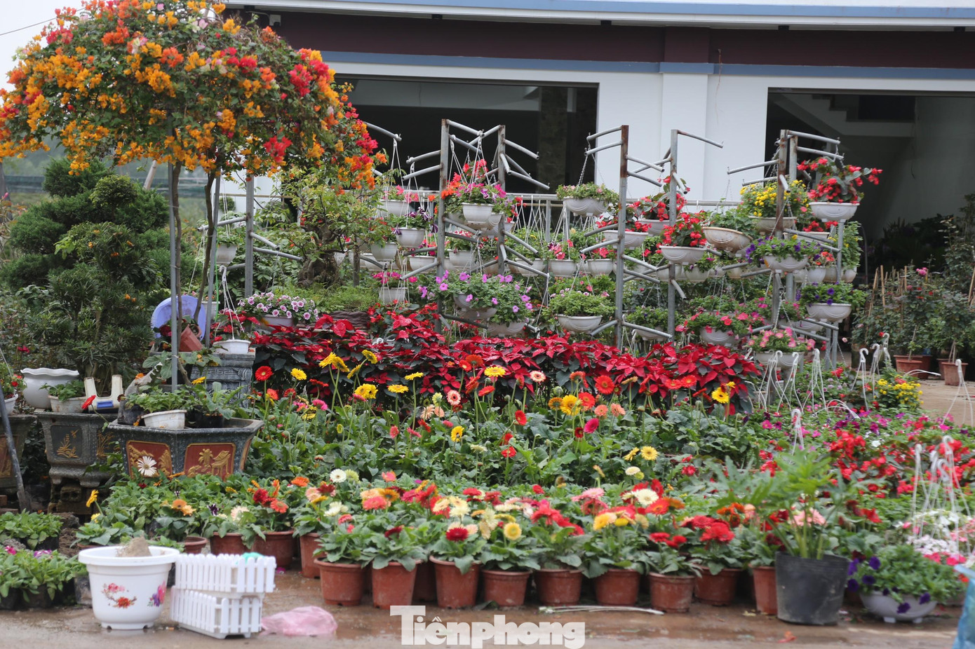 Đường phố thành Vinh ngập tràn sắc hoa