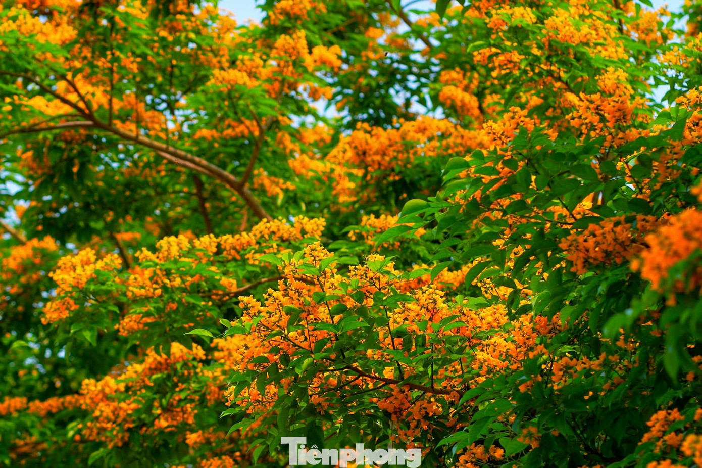 Hoa giáng hương đẹp nhất khi nở thành chùm vàng rực trên cây.