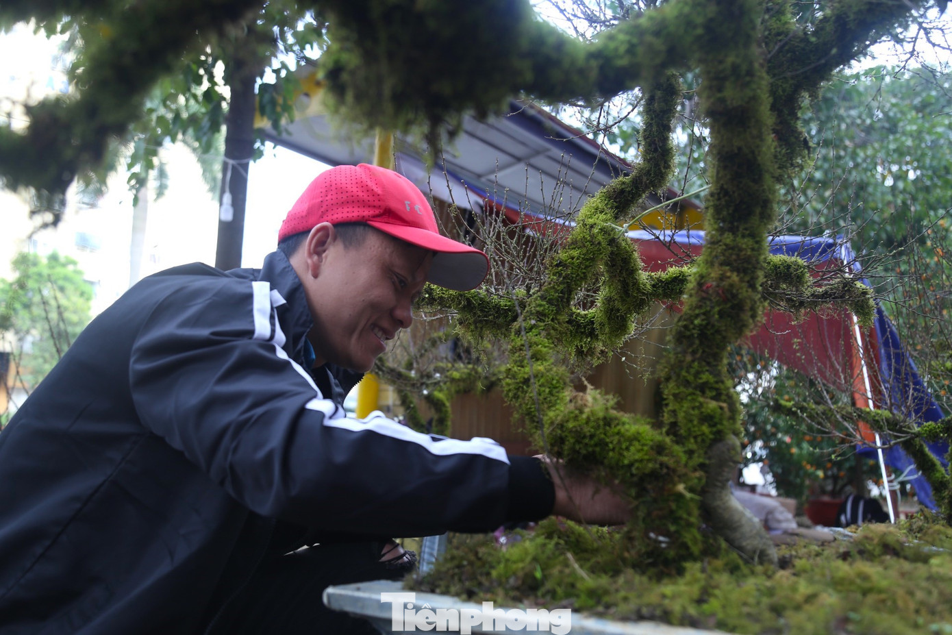 “Năm ngoái, tôi có đưa nhất chi mai về bán tại tỉnh Hà Tĩnh. Nhận thấy tiềm năng, năm nay, tôi nhập số lượng lớn và mở thêm điểm bán tại thành phố Vinh, Nghệ An. Về giá cả, cũng có nhiều mức khác nhau để người dân dễ dàng lựa chọn, mỗi chậu có giá từ 3 - 25 triệu đồng, tùy vào kích thước, gốc càng lớn thì giá cao hơn”, anh Toản nói.