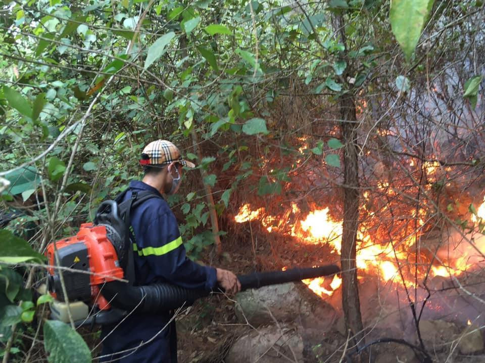 Ngọn lửa bùng phát làm cháy hơn 10 ha diện tích rừng thông.
