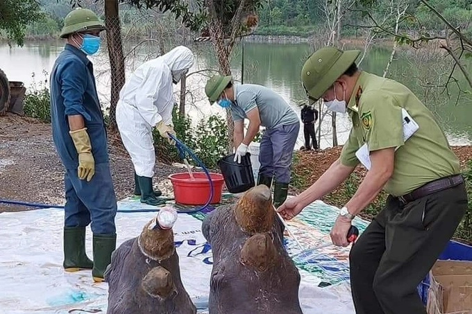 Tê giác được tiêu hủy nhưng giữ lại phần đầu