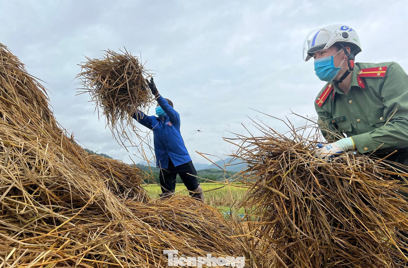 Rơm sau khi được thu gom sẽ được hỗ trợ chuyển về nhà dân làm cây rơm, nhà rơm dự trữ làm thức ăn cho gia súc, gia cầm.