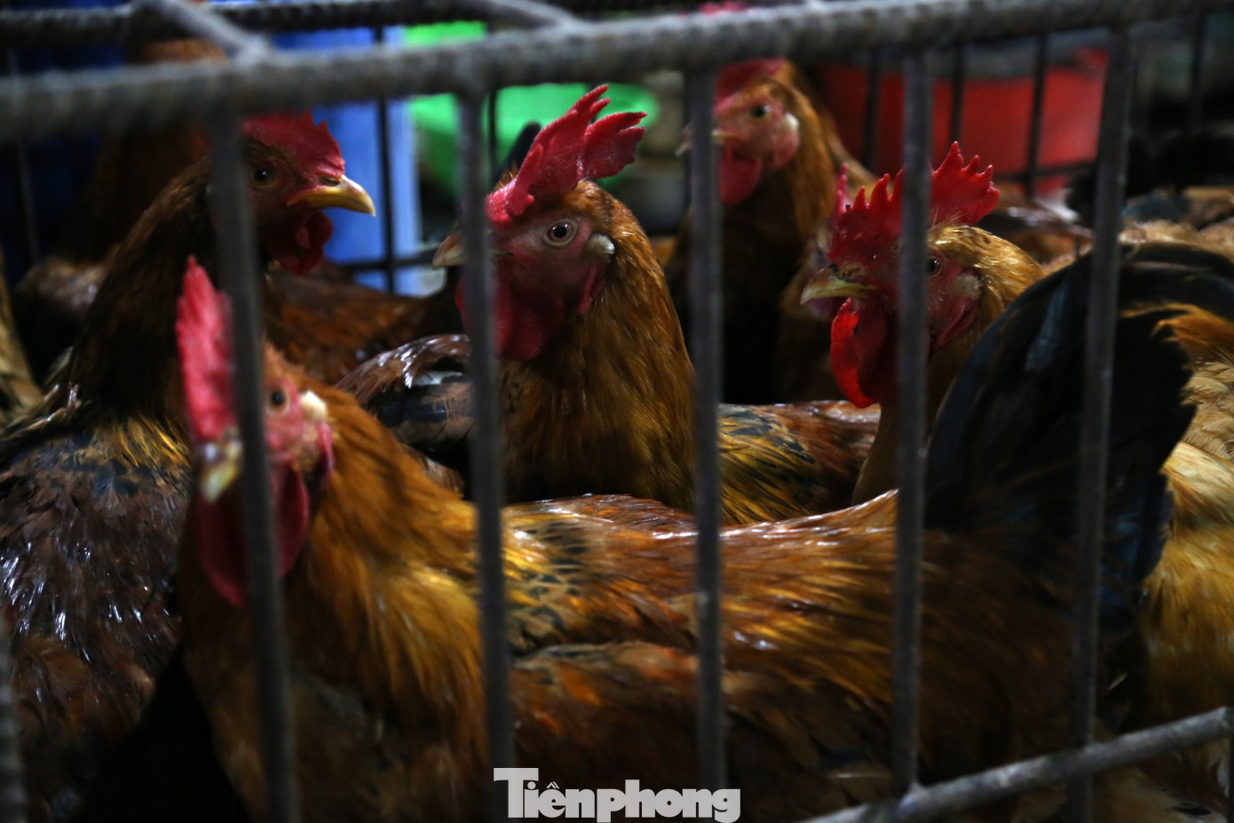Gà trống cúng Rằm cũng được nhiều người tìm mua, hiện bán với giá 150.000 - 170.000 đồng/kg tại các chợ, tăng khoảng 20% so với ngày thường.