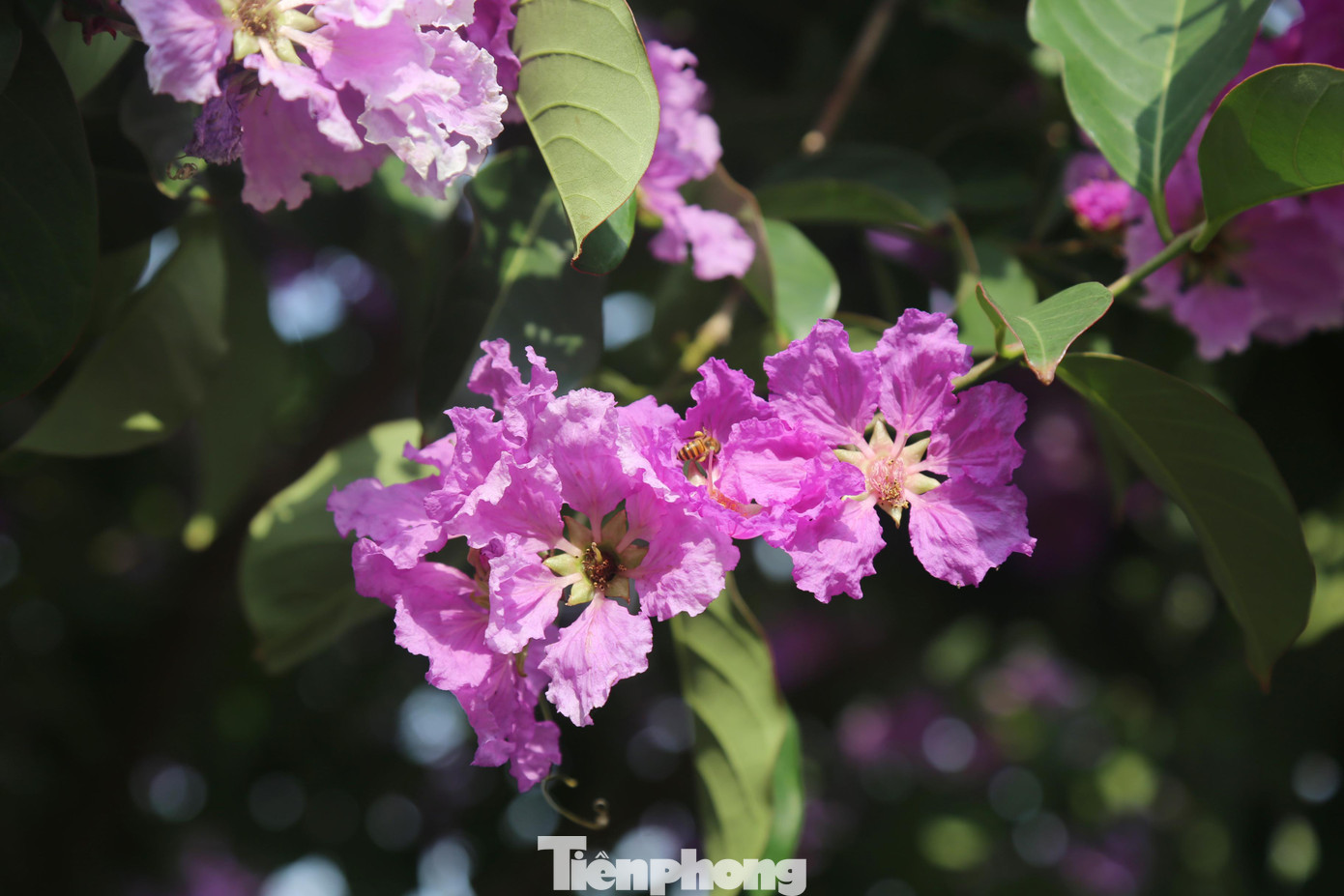 Chú ong đậu trên bông hoa bằng lăng