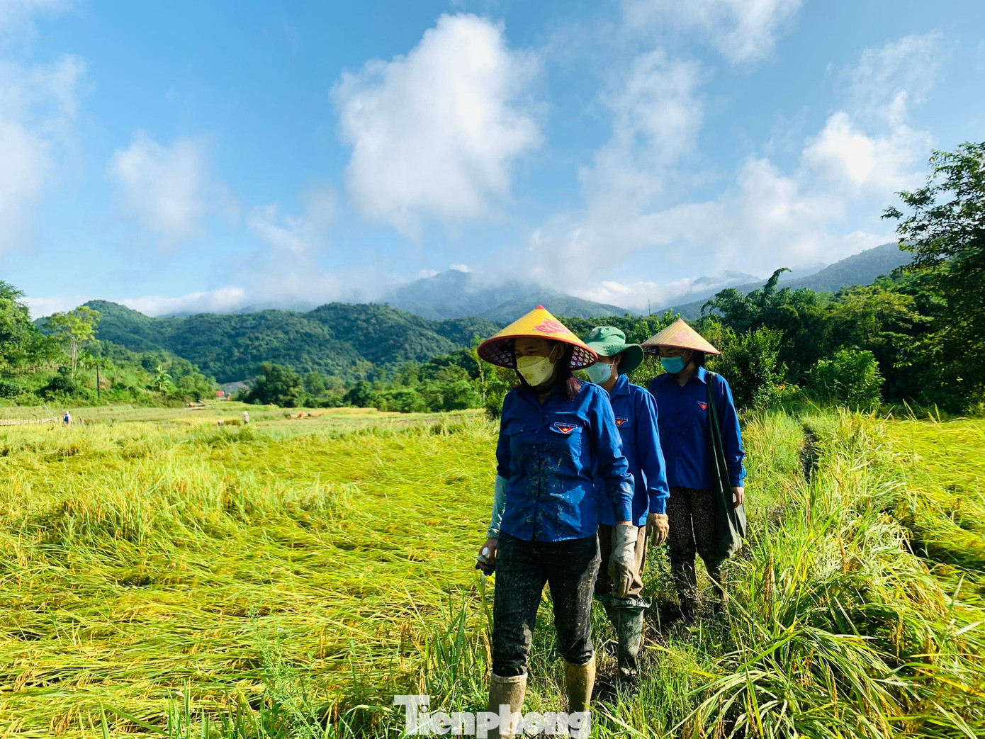 Sau đợt mưa lớn, nhiều diện tích lúa của người dân ở thị trấn Thạch Giám, huyện Tương Dương, Nghệ An bị đổ, đoàn viên thanh niên phối hợp cùng các ban ngành đoàn thể xuống đồng hỗ trợ thu hoạch lúa giúp dân.