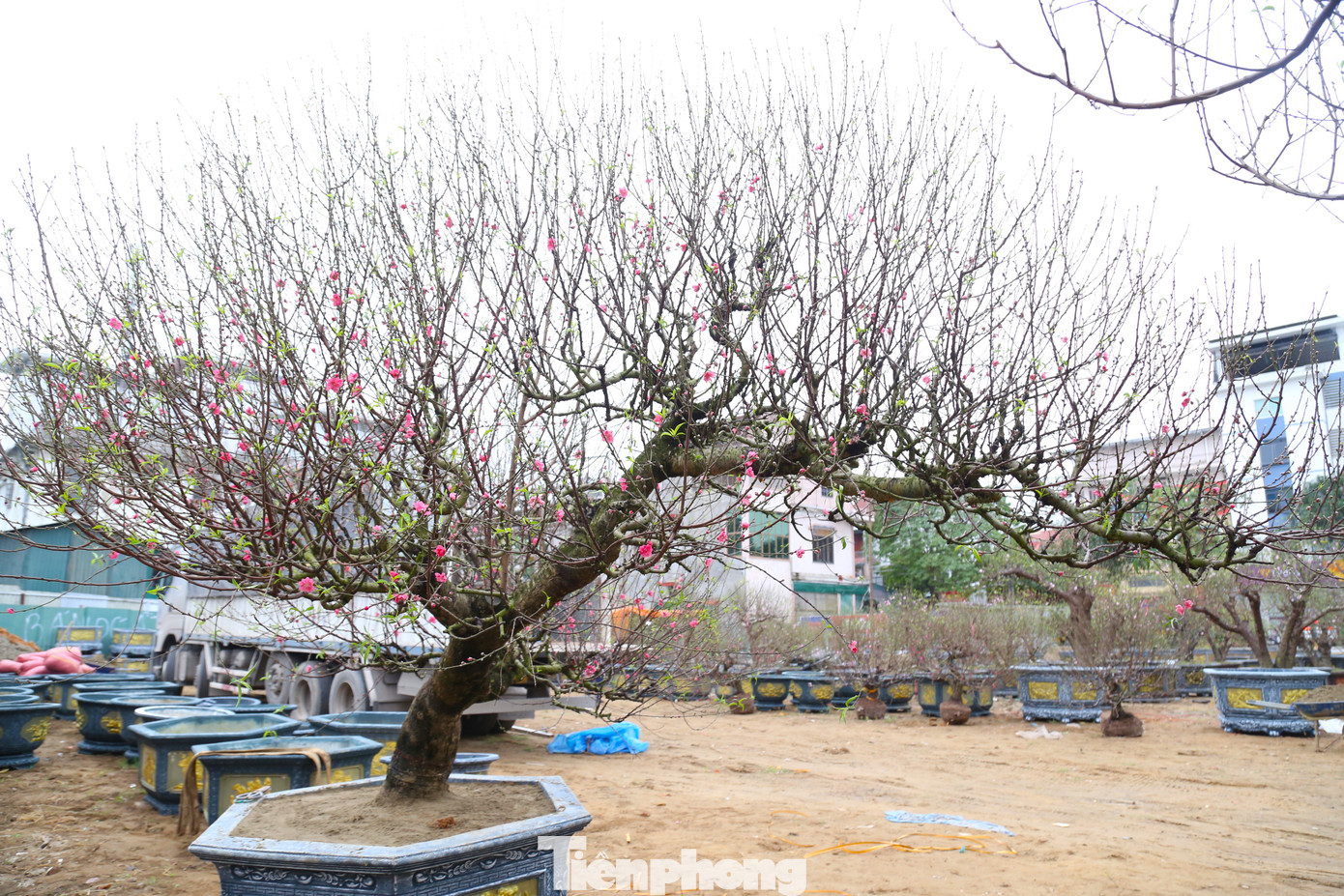 Thế đào huyền vẫn được nhiều người dân ưa chuộng và săn lùng trong những năm gần đây.