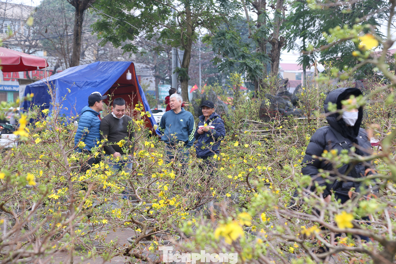 Những ngày này, trên các con đường lớn ở TP Vinh, Nghệ An tràn ngập sắc hoa phục vụ người dân chơi Tết. Trong đó, những chậu mai vàng rực rỡ thu hút nhiều người đến chiêm ngưỡng và chọn mua trang trí Tết.