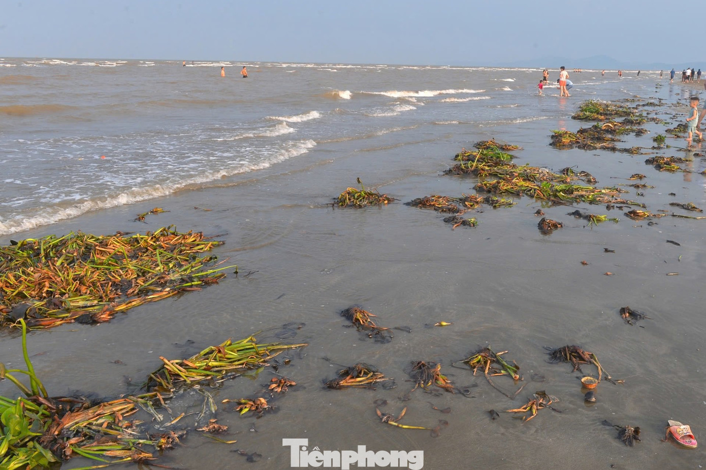 Ông Trần Đăng Trung, Chủ tịch UBND thị trấn Diễn Thành cho biết, huyện Diễn Châu đã hỗ trợ 300 triệu đồng để dọn rác bờ biển. Chính quyền địa phương cũng đã tổ chức dọn dẹp hai lần, tuy nhiên, do lượng bèo tây quá lớn, liên tục dồn về nên công tác thu gom gặp nhiều khó khăn.