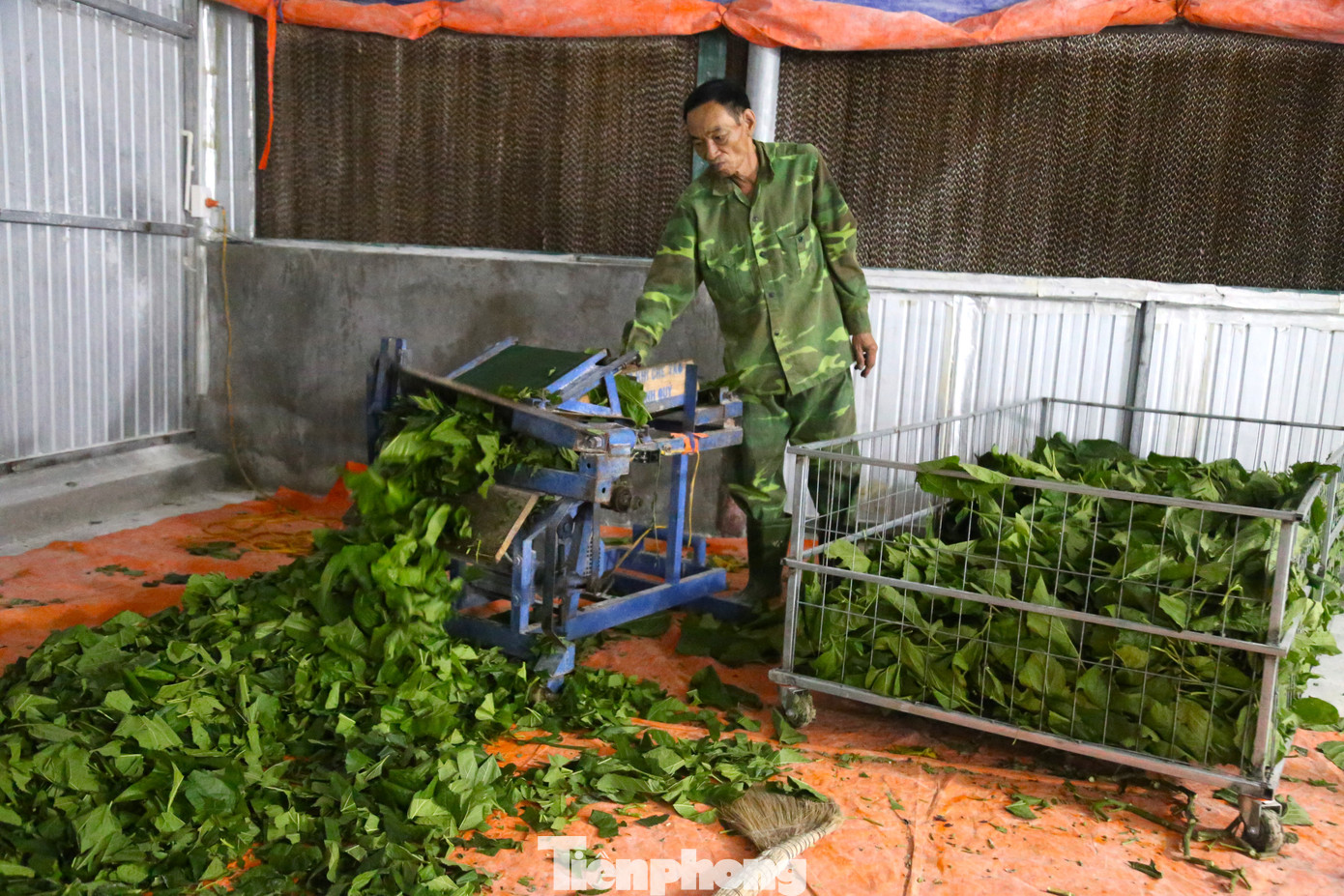 Từ độ tuổi thứ 2 trở đi, tằm ăn rất nhiều lá dâu. Trong giai đoạn này, phải liên tục bổ sung thức ăn cho tằm. Sau 5 lần lột xác, tằm đã ở độ tuổi thứ 5, lượng dinh dưỡng đã đủ, tằm sẽ không tiếp thức ăn. Trong giai đoạn này, nền nhiệt vẫn luôn phải duy trì ở mức 26 độ C.