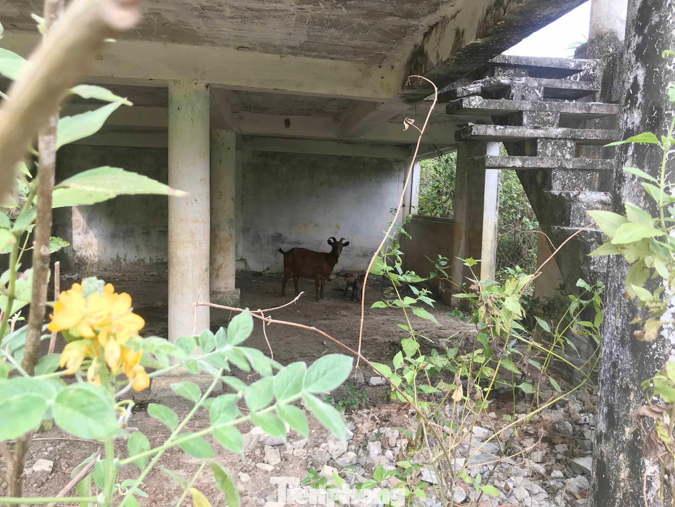 Từ 46 hộ dân ban đầu, đến thời điểm hiện tại khu tái định cư Khe Ò, xã Yên Na chỉ còn 2 hộ dân sinh sống. Một số hộ khác thì biến nơi đây thành khu vực chuồng trại để chăn nuôi, hàng ngày chỉ ghé qua để chăm sóc gia súc. Từ 46 hộ dân ban đầu, đến thời điểm hiện tại khu tái định cư Khe Ò, xã Yên Na chỉ còn 2 hộ dân sinh sống. Một số hộ khác thì biến nơi đây thành khu vực chuồng trại để chăn nuôi, hàng ngày chỉ ghé qua để chăm sóc gia súc.