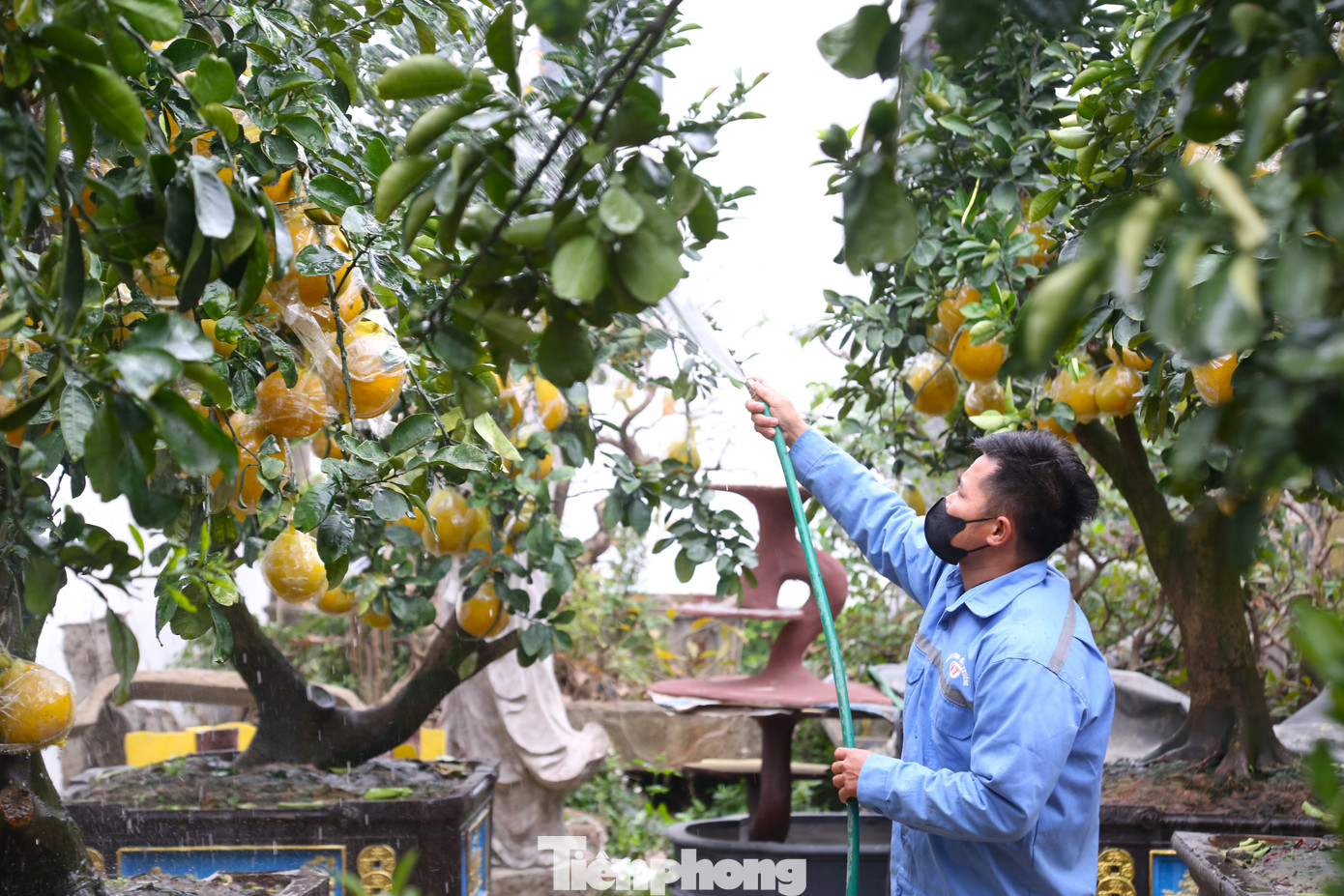 Các nhà vườn đang tập trung chăm sóc cho các gốc bưởi đã được khách đặt trước.