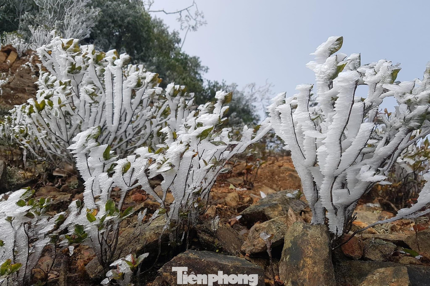 Băng tuyết phủ trắng cây cối. Băng tuyết phủ trắng cây cối.