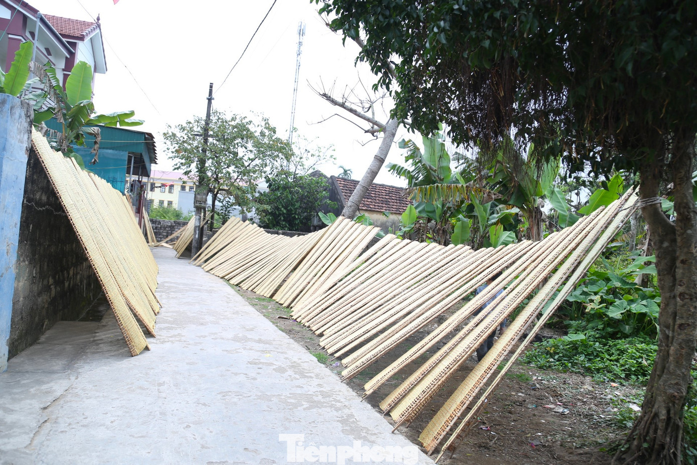 “Nguyên liệu làm bánh đa nem là gạo, đường và muối. Các công đoạn làm bánh không quá phức tạp nhưng để bánh dẻo, bắt mắt, đáp ứng được khẩu vị của người tiêu dùng cần có kỹ thuật và kinh nghiệm, bột xay phải nhuyễn”, ông Hiền chia sẻ.