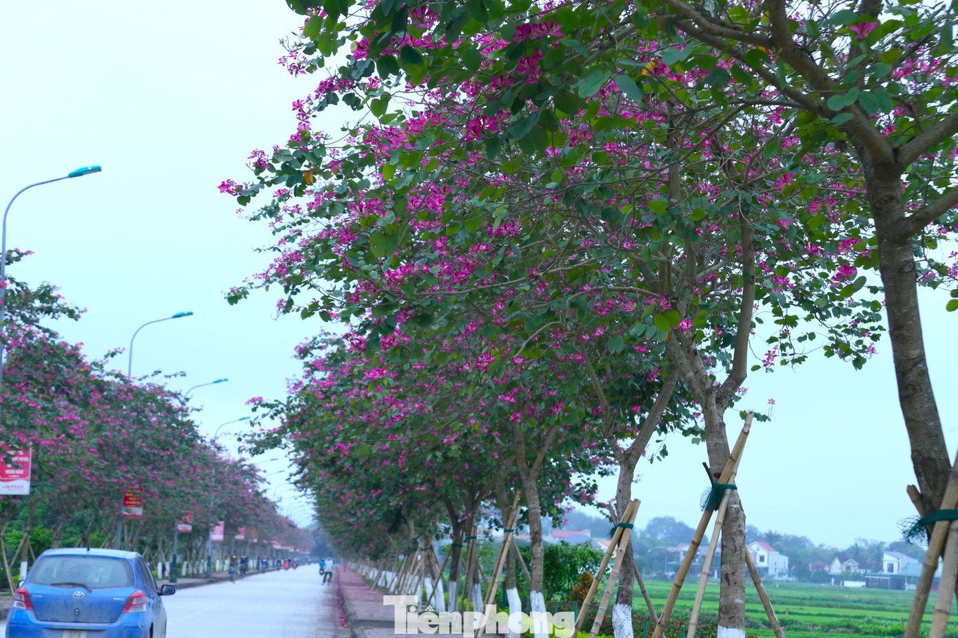 Năm 2018, UBND tỉnh Nghệ An phê duyệt dự án phát triển cây xanh bóng mát huyện Nam Đàn giai đoạn 2017-2020. Ban quản lý rừng đặc dụng huyện Nam Đàn được giao trồng 296 cây hoa ban trên tuyến đường Xô Viết. Một năm sau, con đường hoa ban này được bàn giao lại cho Khu di tích đặc biệt Quốc gia Kim Liên bảo vệ và chăm sóc cho tới nay. Ngoài trồng ở hai bên đường Xô Viết, hoa ban còn được trồng ở đường lên Đền Chung Sơn, quê nội, khu mộ bà Hoàng Thị Loan (thân mẫu Chủ tịch Hồ Chí Minh),… tạo điểm nhấn cho người dân và du khách mỗi khi về quê Bác.