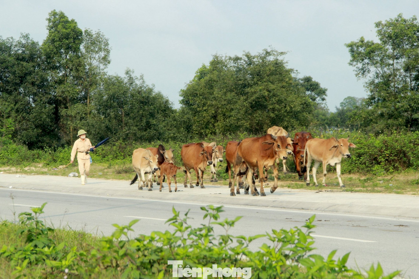 Theo lãnh đạo UBND phường Nghi Phú, từ khi Đại lộ Vinh - Cửa Lò thông xe, địa phương đã liên tục tuyên truyền, khuyến cáo người dân không chăn thả trâu, bò trên tuyến đường này. Thời gian đầu, địa phương đã nhắc nhở, tuy nhiên, để tăng sức răn đe, trong những tháng vừa qua, UBND phường đã giao cho công an phường tuần tra và lập biên bản xử phạt một số hộ thường xuyên vi phạm quy định.