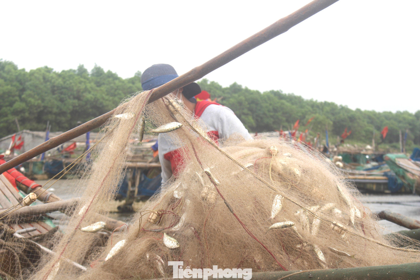 Những tấm lưới trĩu cá...