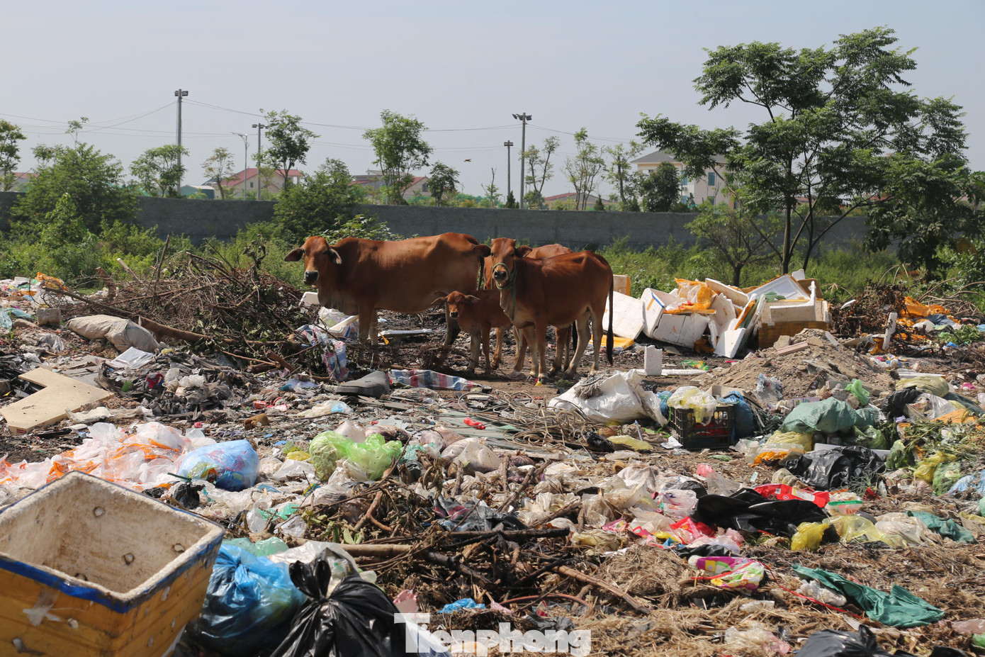 Ông Nguyễn Văn Phúc (70 tuổi) trú ở xã Diễn Ngọc, sống cách bãi rác chừng 100m than thở: “Bãi rác này ô nhiễm lắm. Từ khi có bãi rác ở đây cuộc sống gia đình tôi bị đảo lộn hoàn toàn bởi mùi hôi thối và ruồi muỗi. Chúng tôi đang phải sống chung với rác và nỗi lo các mầm bệnh phát sinh”.