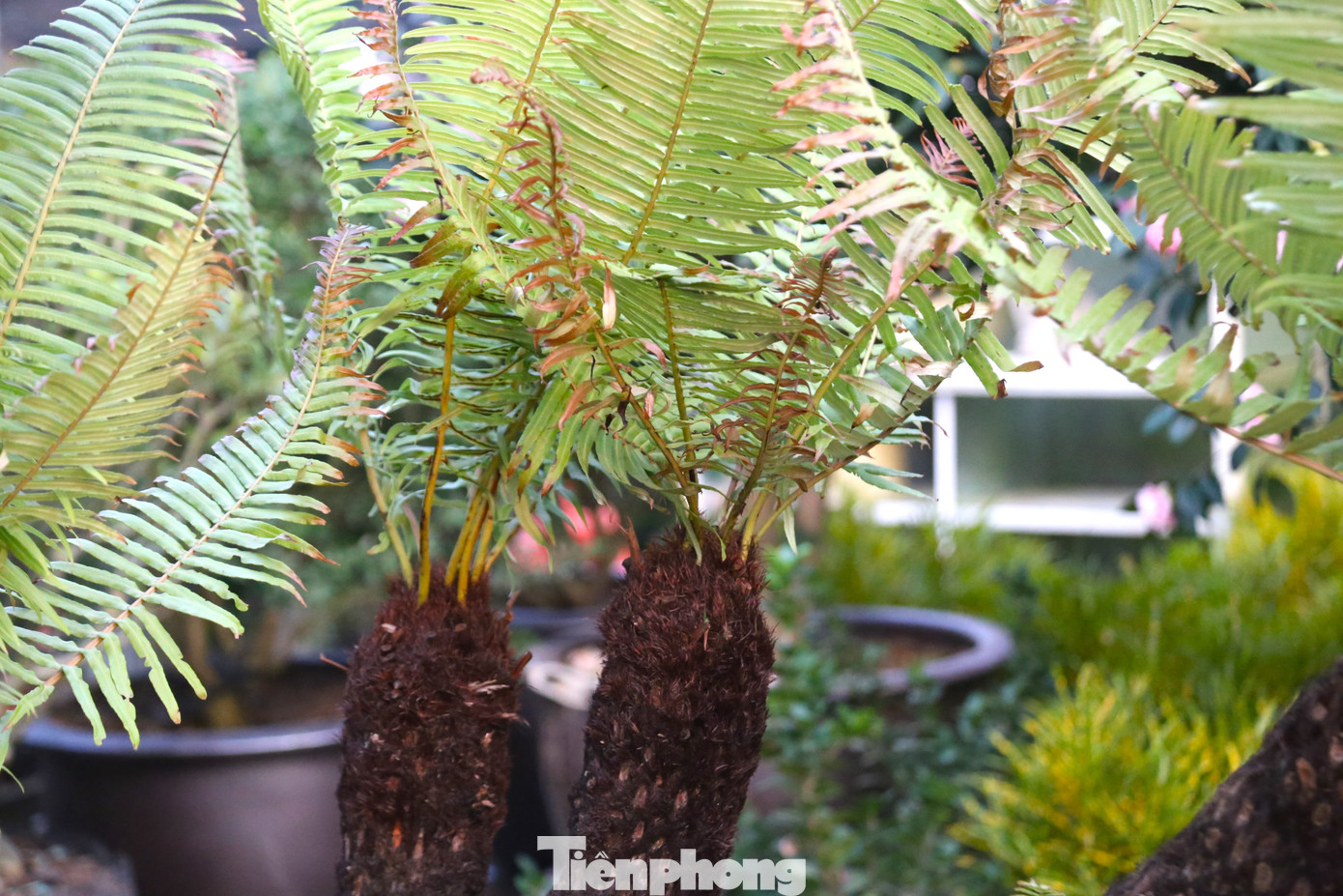 Theo các chủ vườn, dương xỉ có nhiều loại nhưng dương xỉ cổ đại được săn lùng nhiều nhất. Dương xỉ dễ chăm sóc, đất trồng chỉ cần giàu mùn và tơi xốp để giữ ẩm và thoát nước tốt. Thi thoảng người trồng chỉ cần bón ít phân bò đã phân huỷ hoặc mùn dừa. Khi tưới nước, người trồng chỉ cần tưới 30% lượng nước vào gốc còn lại tưới lên thân cây.