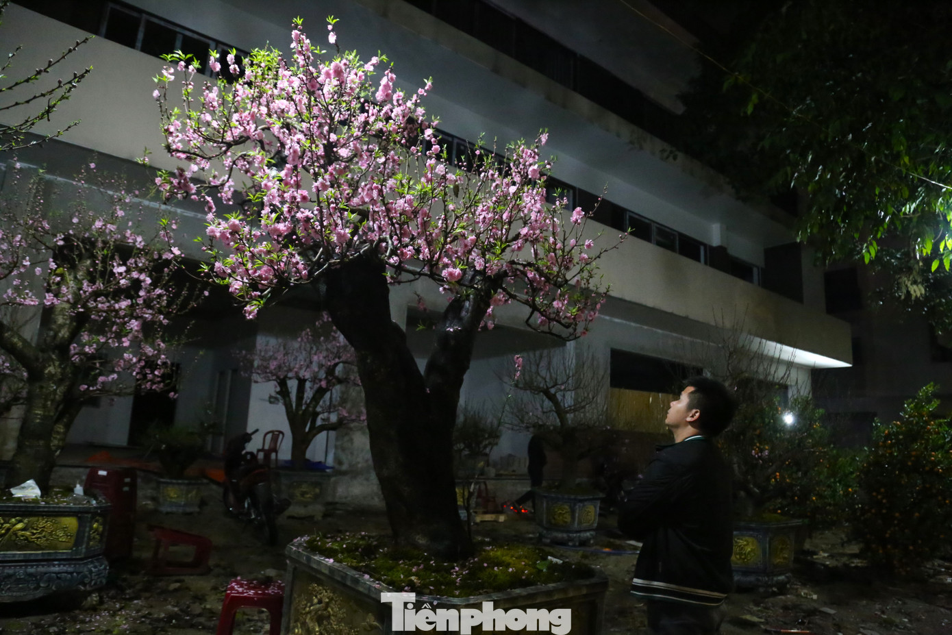 Gốc đào cổ thụ này anh Nho nhập về bán với giá 40 triệu đồng (bao gồm cả chi phí vận chuyển). Hiện, anh cho thuê với giá 15 triệu đồng nhưng vẫn không có người thuê.