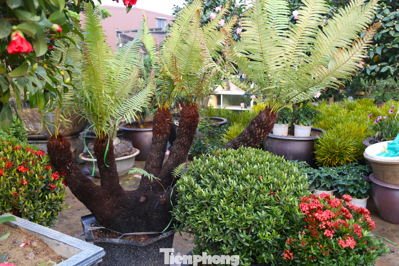 Chị Nhi, chủ vườn cây cảnh ở xã Nghi Ân, thành phố Vinh, Nghệ An cho biết, những cây dương xỉ cổ đại được nhập từ các tỉnh phía Nam về. Giá mỗi cây dao động từ 1 triệu đồng đến cả chục triệu đồng tuỳ vào kích thước, dáng, thế. Cây càng nhiều cành, nhánh, thế càng đẹp thì giá tiền càng cao.