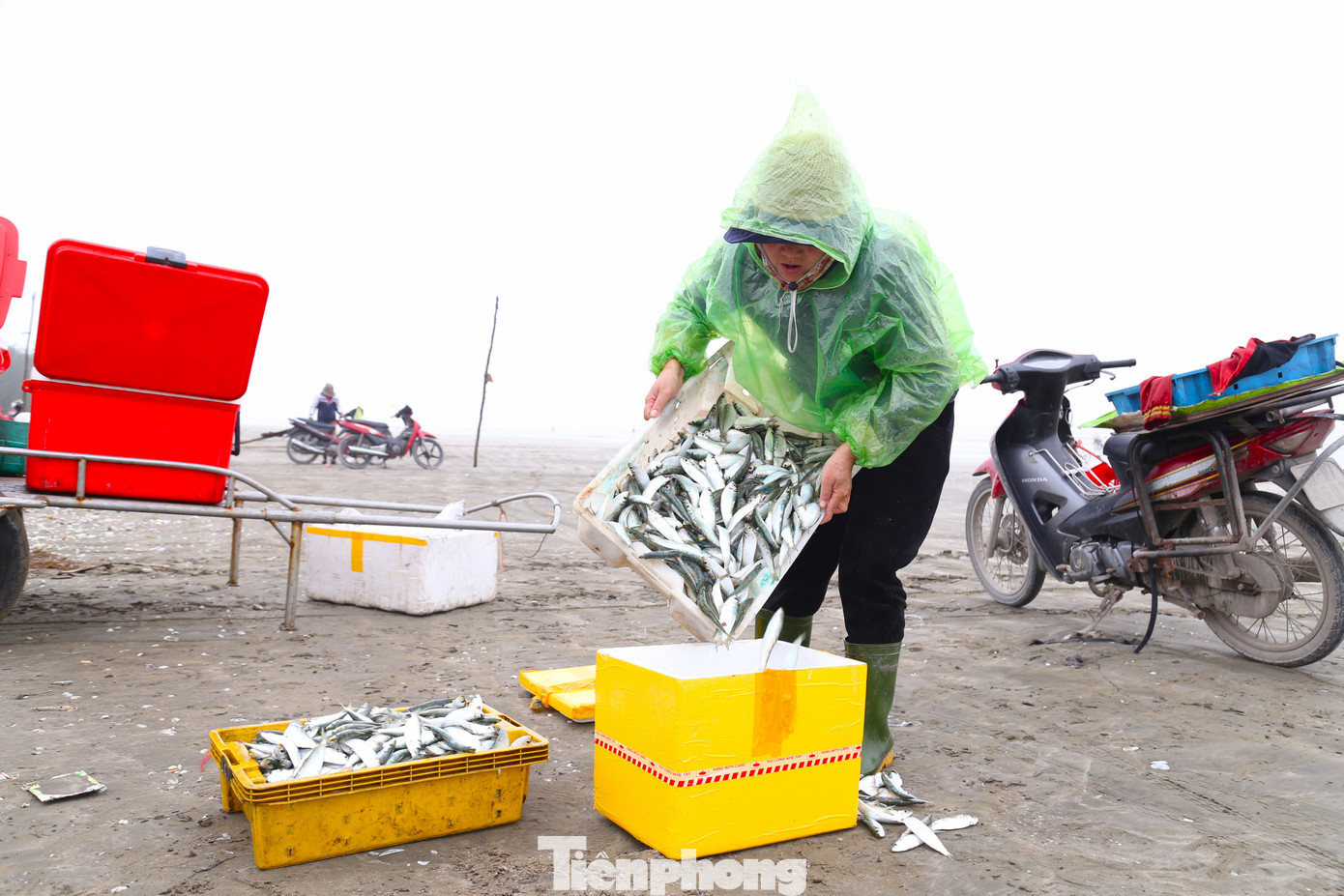 Cá trích sau khi gỡ được cho vào thùng nước để rửa sạch sẽ, thương lái thu mua tại chỗ. Giá bán dao động từ 20.000 - 25.000 đồng/kg. Cá trích sau khi gỡ được cho vào thùng nước để rửa sạch sẽ, thương lái thu mua tại chỗ. Giá bán dao động từ 20.000 - 25.000 đồng/kg.