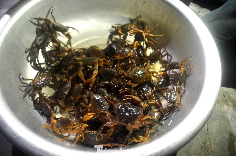 Anh Trần Văn Quân, chủ một cơ sở hải sản ở TP Vinh chia sẻ: “Mỗi ngày cơ sở chúng tôi thu mua được khoảng 20kg, có hôm không đủ giao cho khách. Cua đá chỉ nặng trung bình từ 150 – 300 gram, giá bán dao động từ 90.000 – 150.000 tùy loại lớn, nhỏ”.